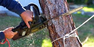 Best Emergency Tree Removal  in Saegertown, PA