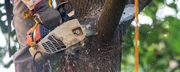 Saegertown, PA Tree Care Company