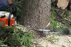 Best Soil Testing and Treatment  in Saegertown, PA