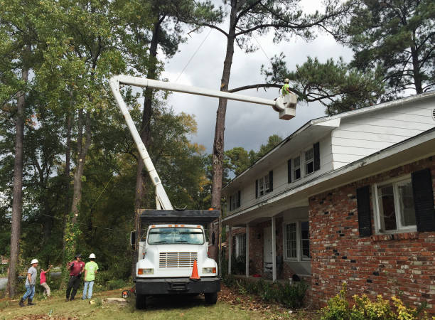 Best Palm Tree Trimming  in Saegertown, PA