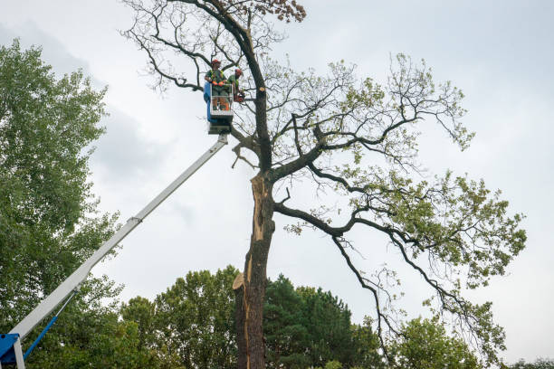 Landscape Design and Installation in Saegertown, PA