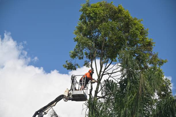 Best Tree Disease Treatment  in Saegertown, PA